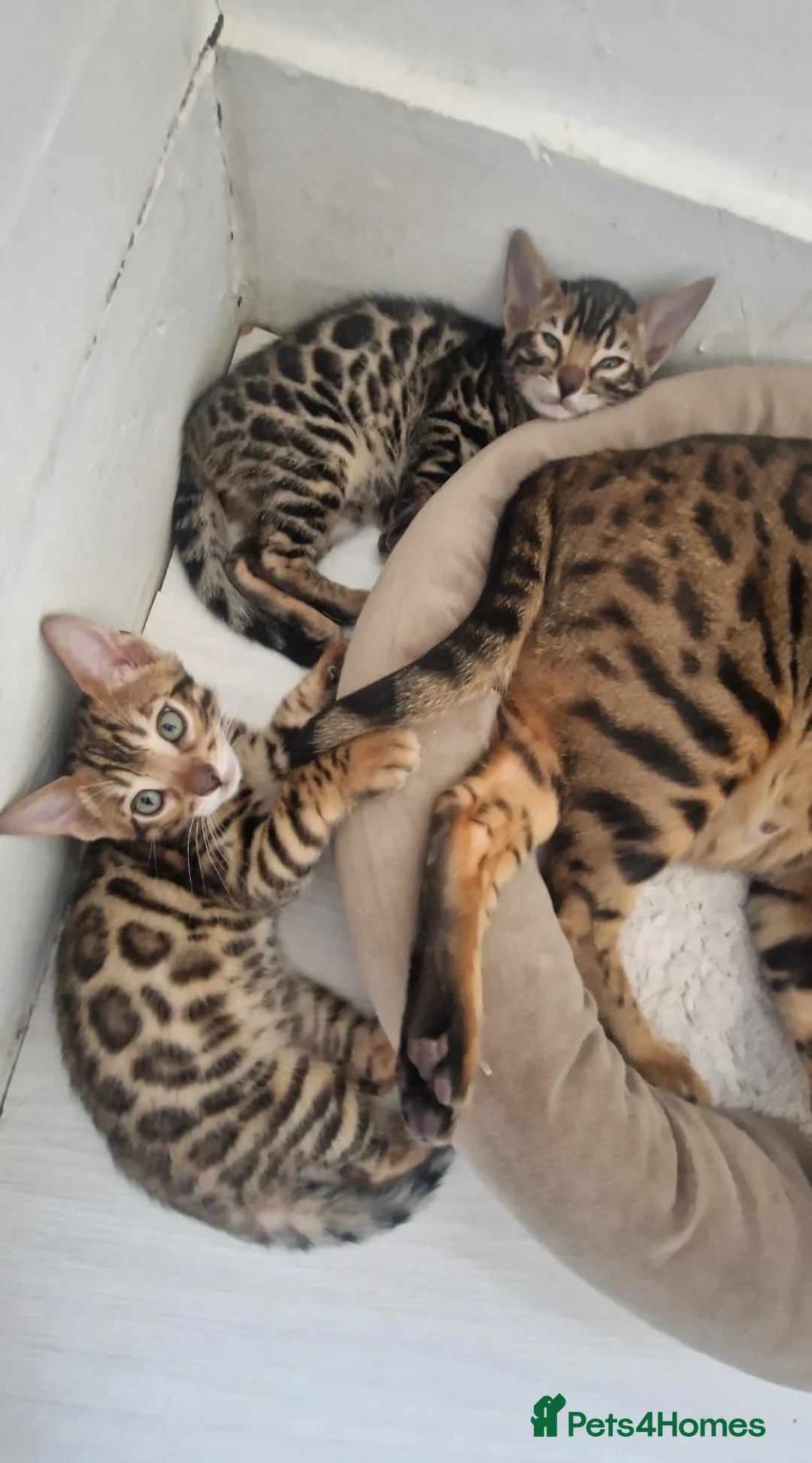 Bengal cats for sale: ⭐️Bengal kittens⭐️ in Cambridge - Advert 1