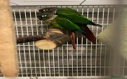 Conures birds for sale: Pair of green cheecked conures  - Image 2