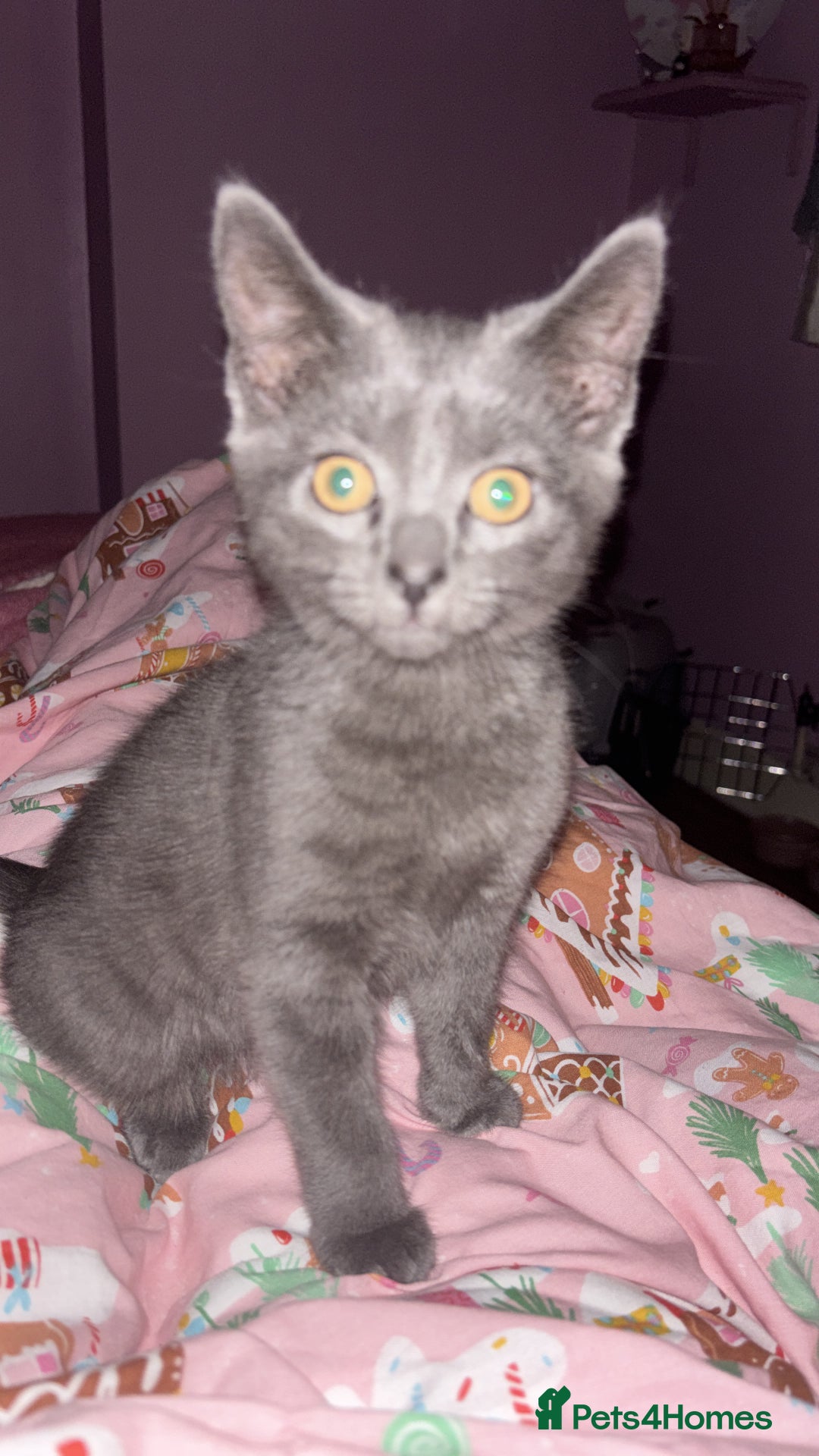 Russian Blue cats for sale: Beautiful female Russian blue  - Advert 1