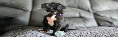 Great Dane 7