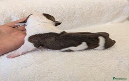 Mixed Breed dogs for sale: Cockerbull puppies  - Image 36