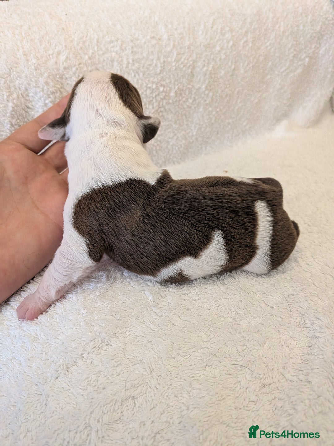 Mixed Breed dogs for sale: Cockerbull puppies  - Image 36
