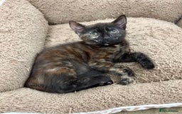 Mixed Breed cats for sale: LOVELY KITTENS  - Advert 10