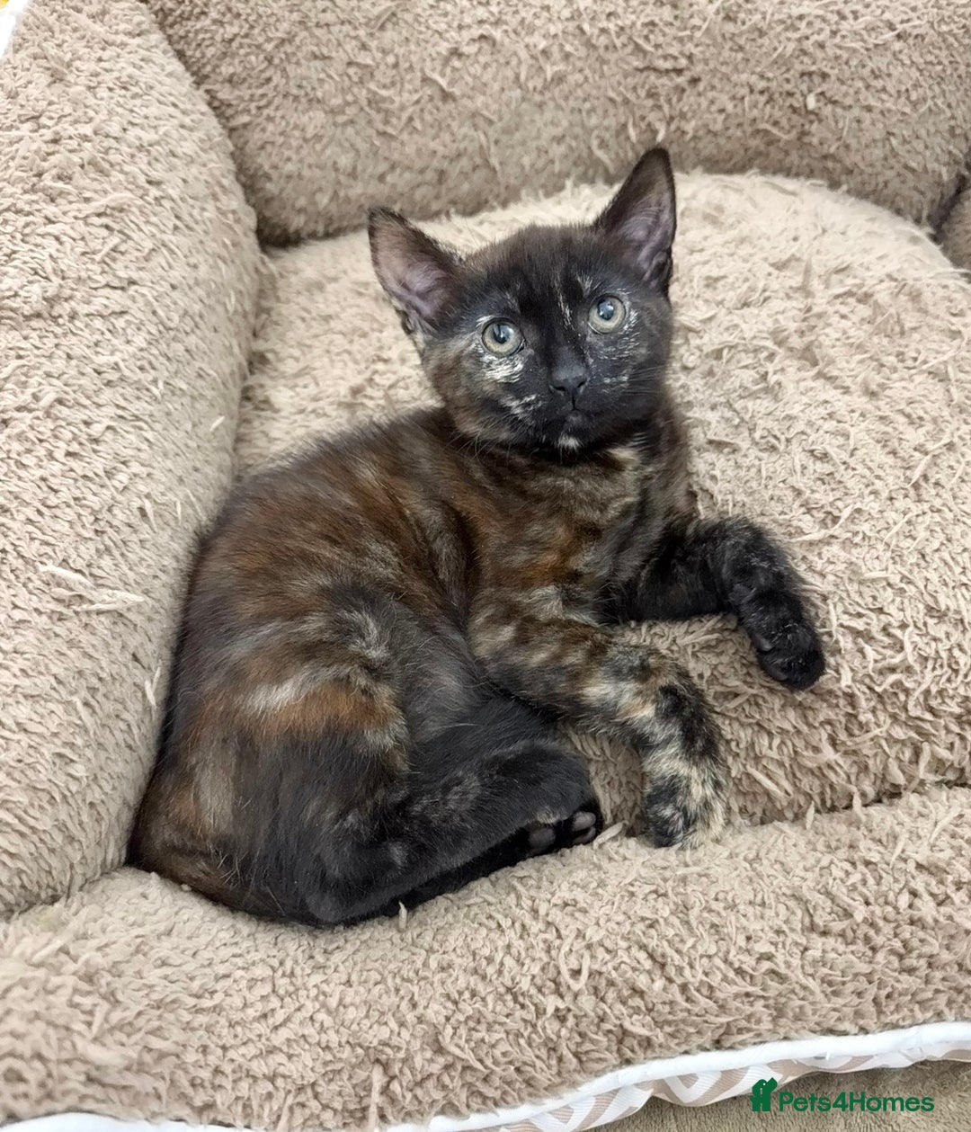 Mixed Breed cats for sale: LOVELY KITTENS  - Advert 10