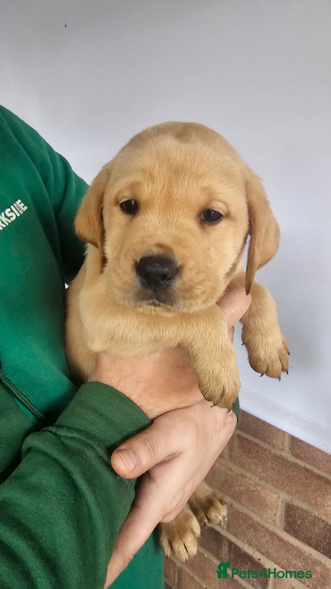 Labrador Retriever dogs for sale: Stunning 9 Labradors puppies  - Advert 11