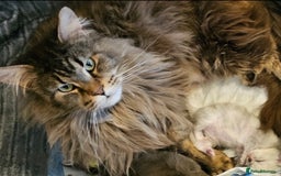 Maine Coon cats for sale: Maine Coon shaded lines - Image 13