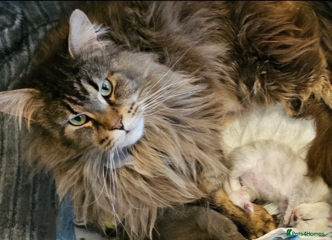 Maine Coon cats for sale: Maine Coon shaded lines - Image 13