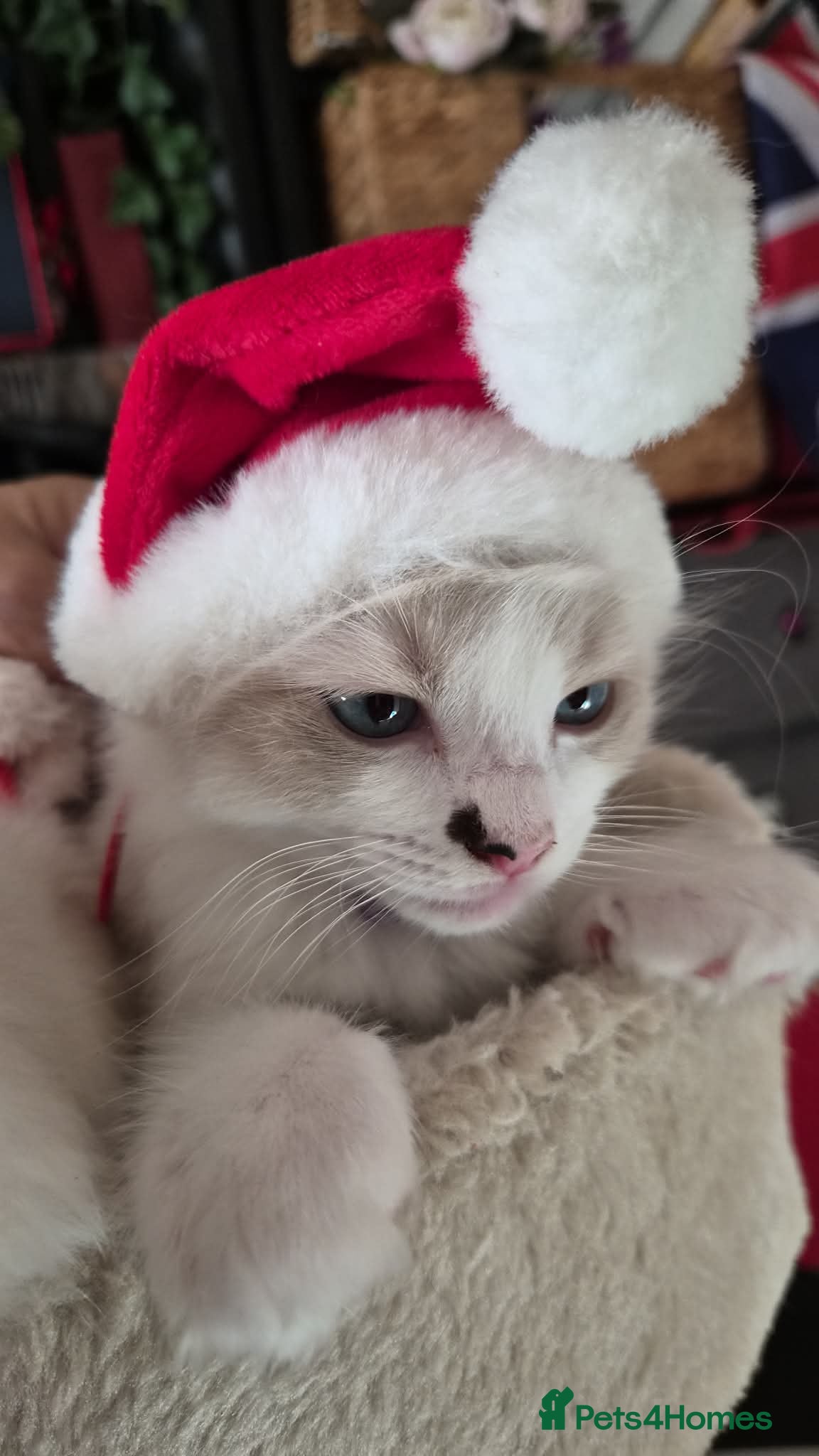 Ragdoll cats Ragdoll kittens - Advert 6