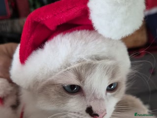 Ragdoll cats Ragdoll kittens - Advert 1