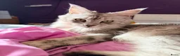 Maine Coon cats for sale: TICA Registered Maine Coon Kittens - Advert 7