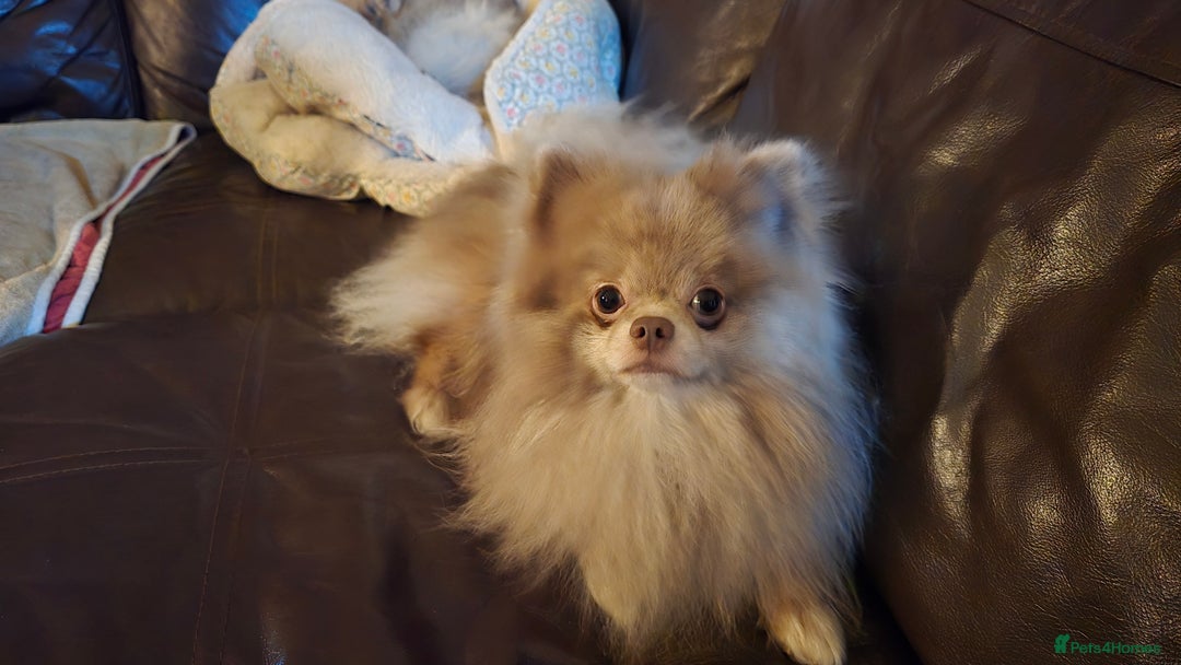 Pomeranian dogs for sale: Puck, lilac merle Pomeranian  - Advert 1