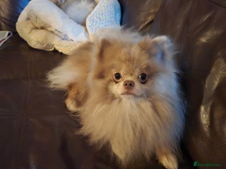 Pomeranian dogs Puck, lilac merle Pomeranian - Advert 3