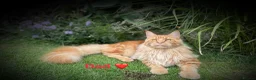 Maine Coon cats for sale: Stunning Maine Coon kittens in Droitwich - Advert 14
