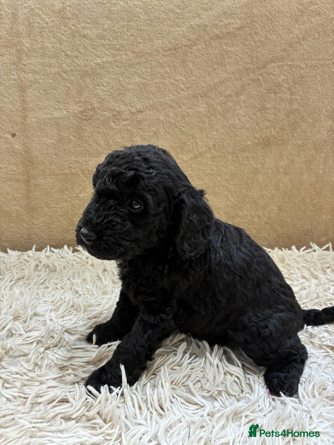 Sproodle dogs for sale: Lovely Sproodles (Springerpoos) - Image 6