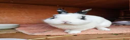 Netherland Dwarf rabbits for sale: Purebred Netherland Dwarf Doe - Advert 32
