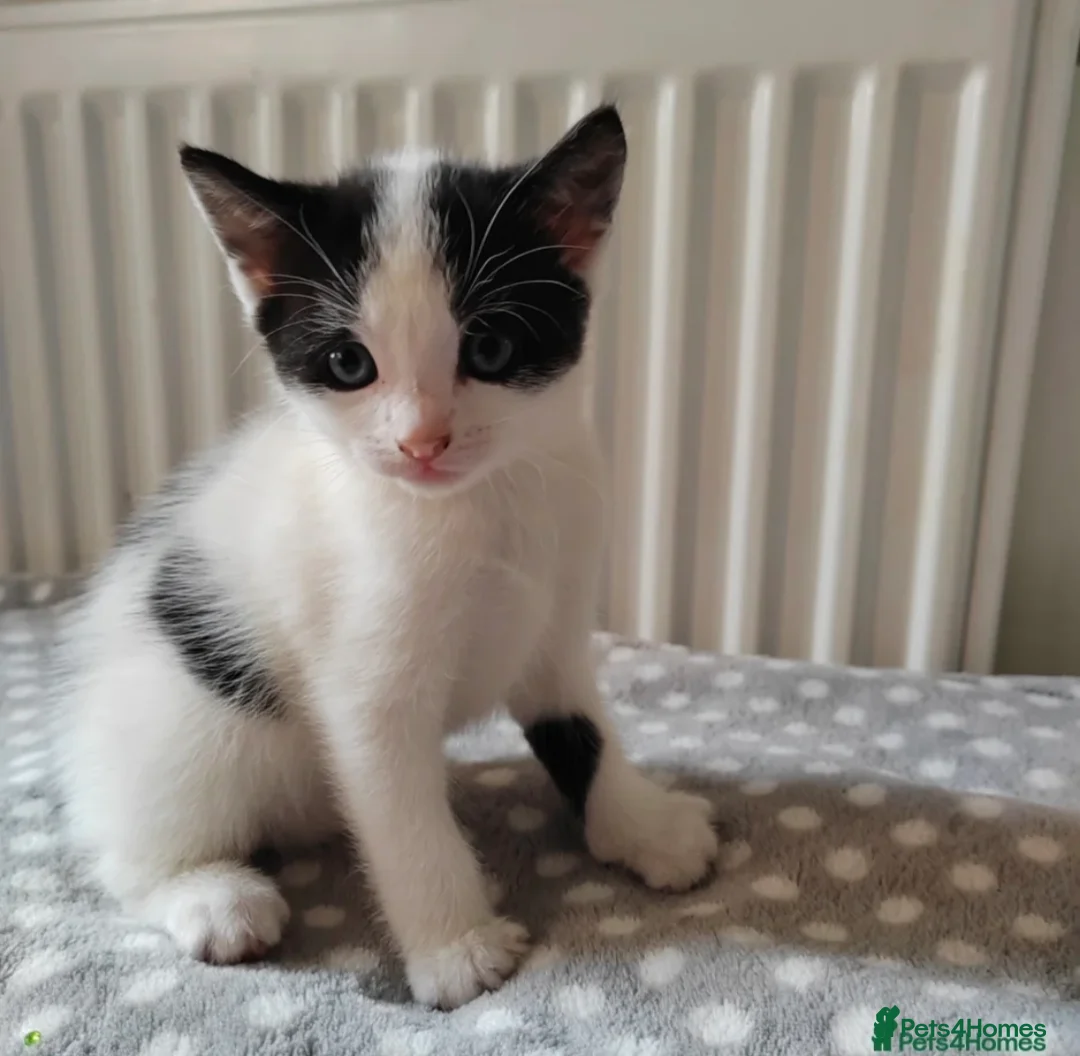 Mixed Breed cats for sale: Gorgeous kittens, all are reserved now  - Advert 1