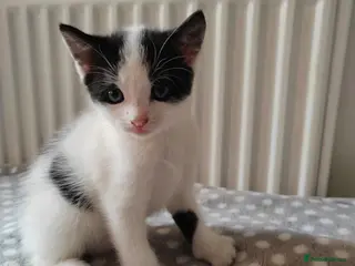 Mixed Breed cats Gorgeous kittens - Advert 11