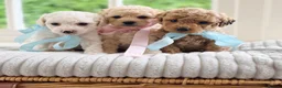 Mixed Breed dogs for sale: Stunning Shichon-poo teddies - Advert 7