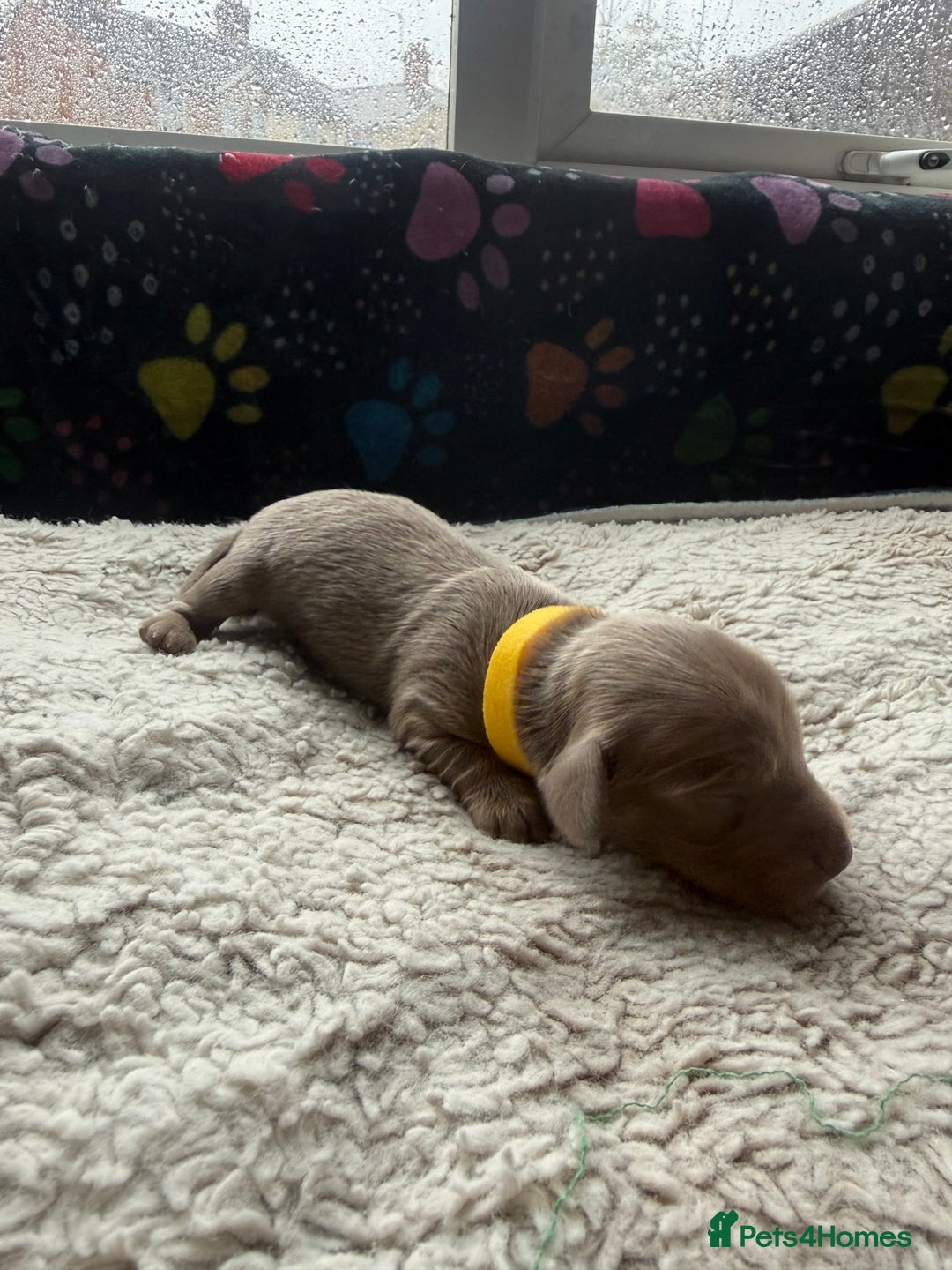 Miniature Dachshund dogs for sale: Miniature daxies - Advert 9