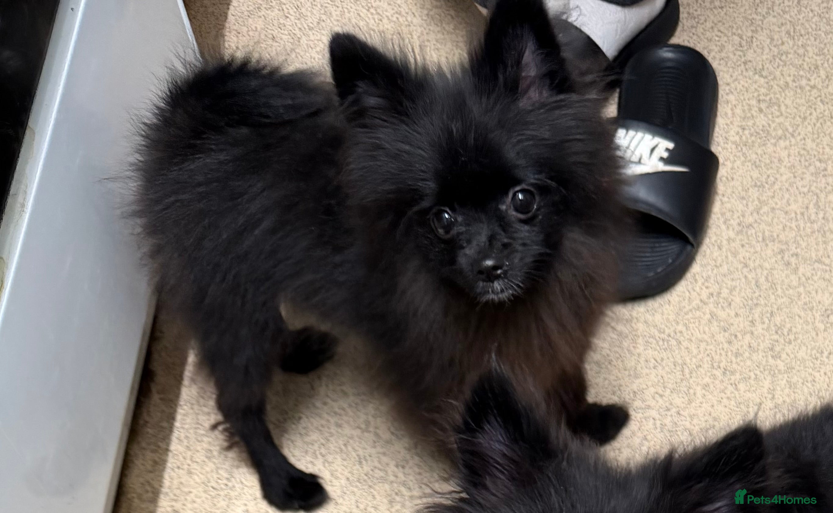 Pomeranian dogs 11 Month Black Pomeranian Boy For Sale - Advert 1