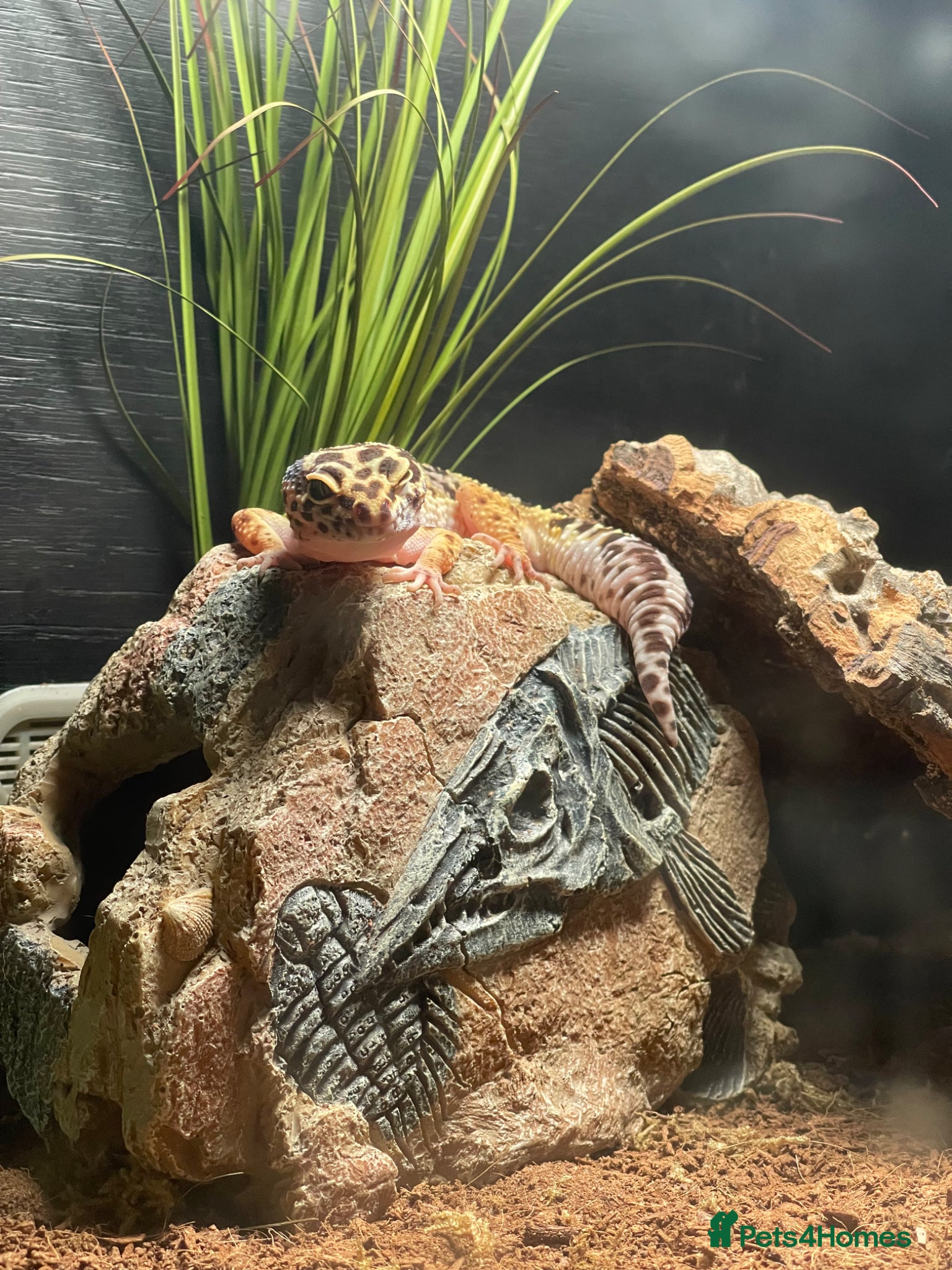 Leopard Gecko reptiles Leopard Gecko (read description) - Advert 1