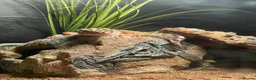 Leopard Gecko reptiles for sale: Leopard Gecko (read description) - Advert 1