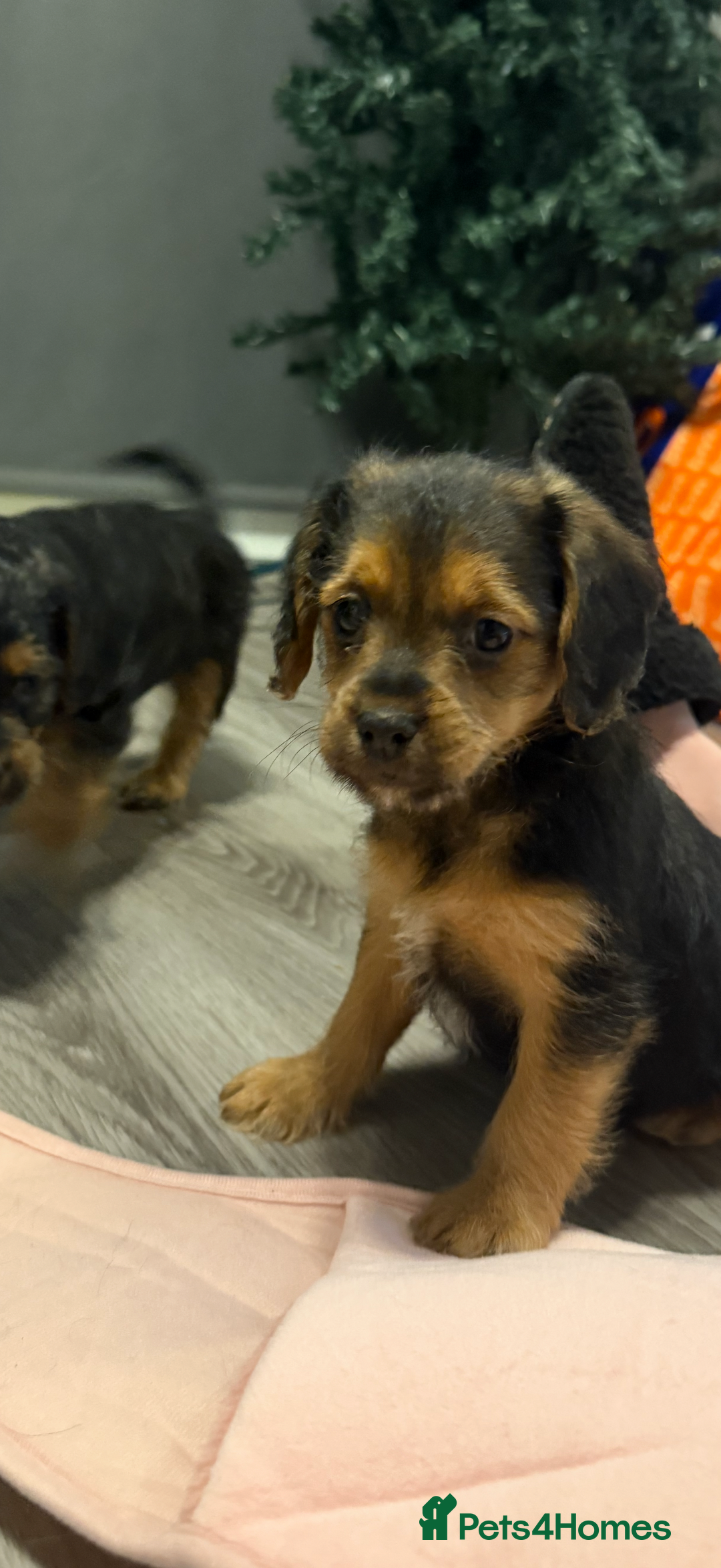 Mixed Breed dogs for sale: Shihtzu cross cocapoo (shihpoo) puppies  - Advert 9