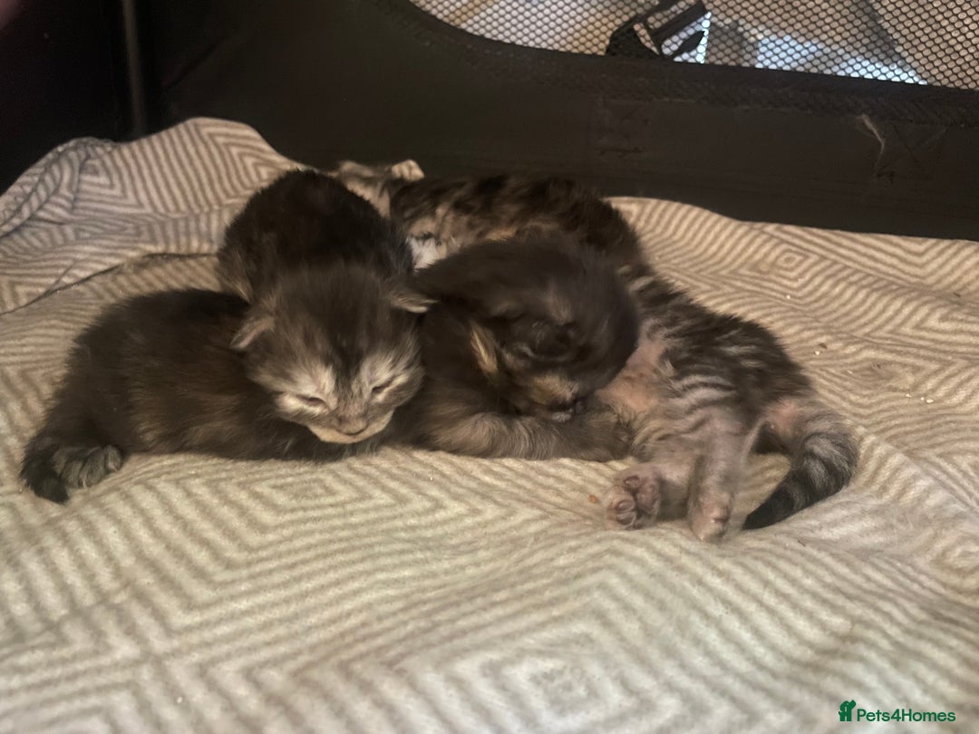 Maine Coon cats for sale: 🐾 Proven TICA  Maine Coon Queen – Black Smoke 🐾 - Image 7