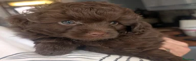 Pomapoo 1