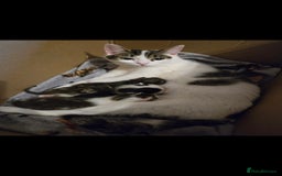 Mixed Breed cats for sale: Black / Tabby and White kittens - Image 6