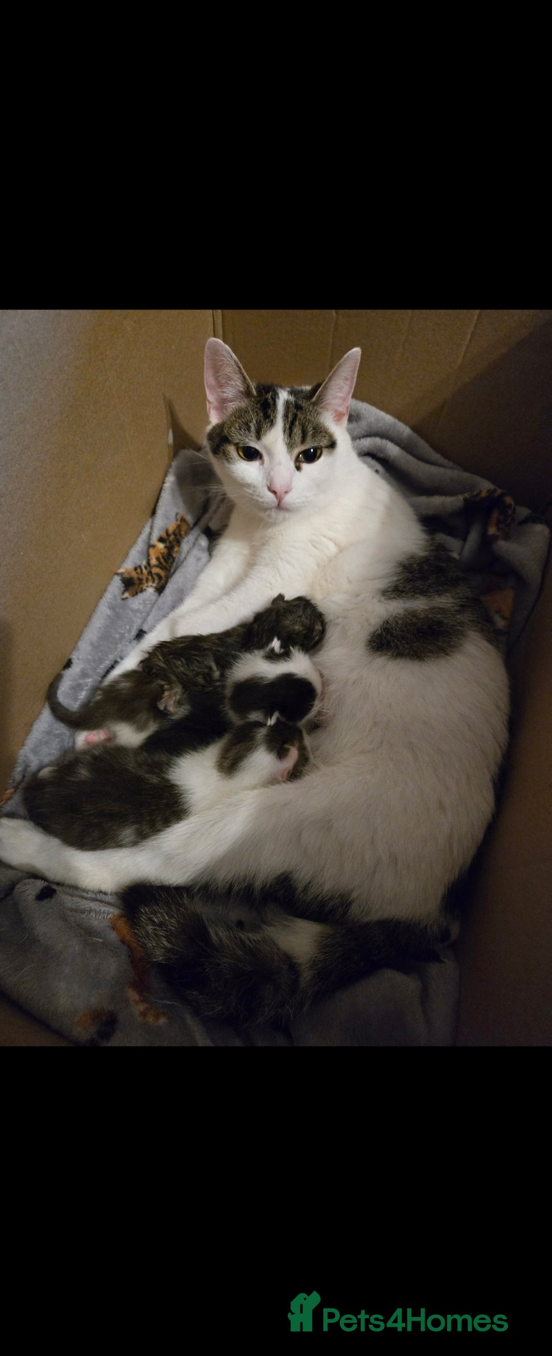 Mixed Breed cats for sale: Black / Tabby and White kittens - Image 6