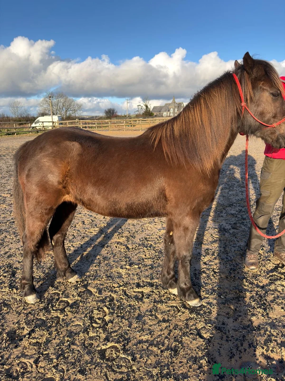 Other Breed horses for sale: Tinkerbell 12.2 18 month old  - Advert 3