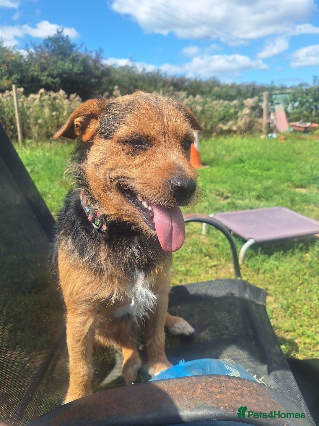 Patterjack dogs for stud: Jack Russell cross Patterdale for stud - Image 6