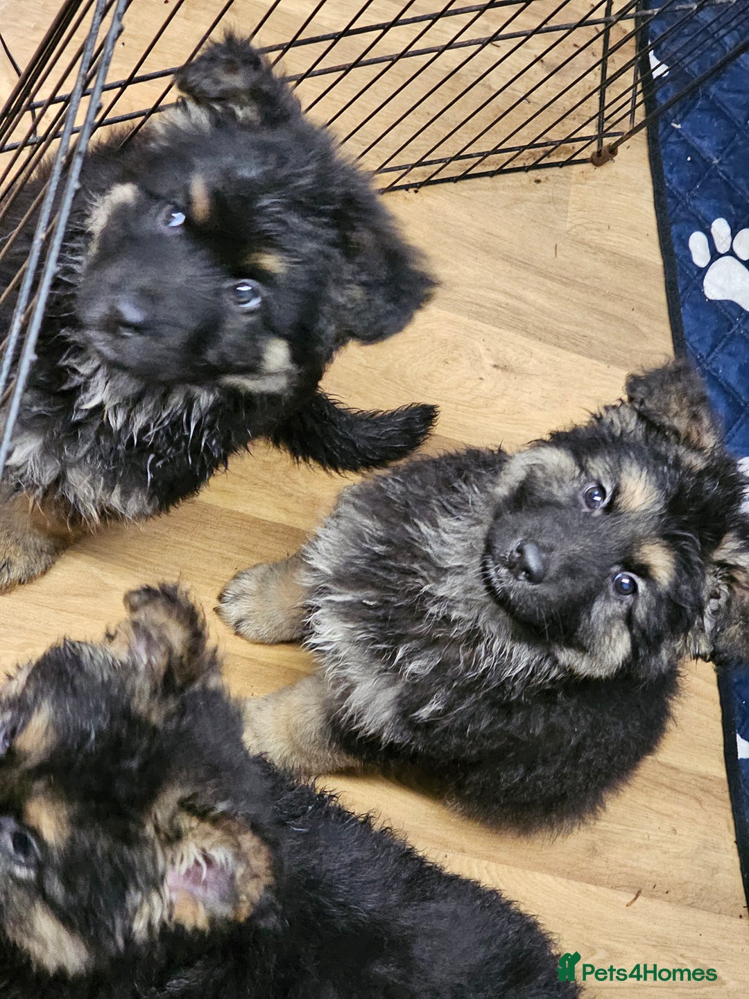 German Shepherd dogs for sale: German Shepherd puppies Kc registered  - Advert 8