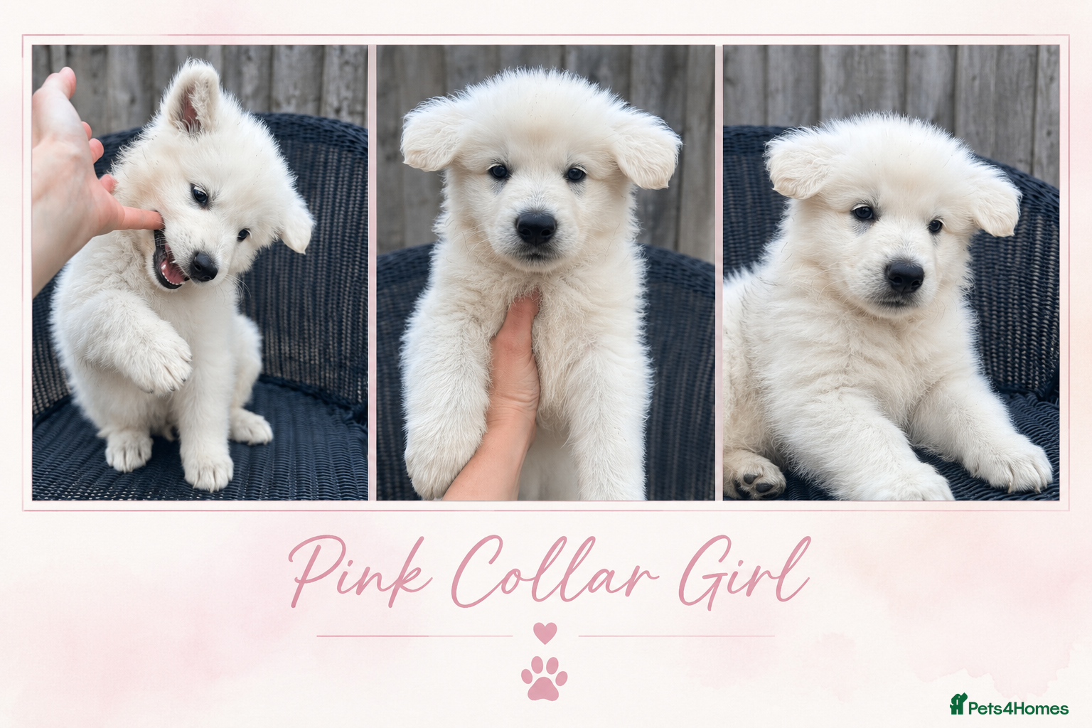 White Swiss Shepherd dogs 🏆KC White Swiss Shepherd pups Champion Bloodlines - Advert 2