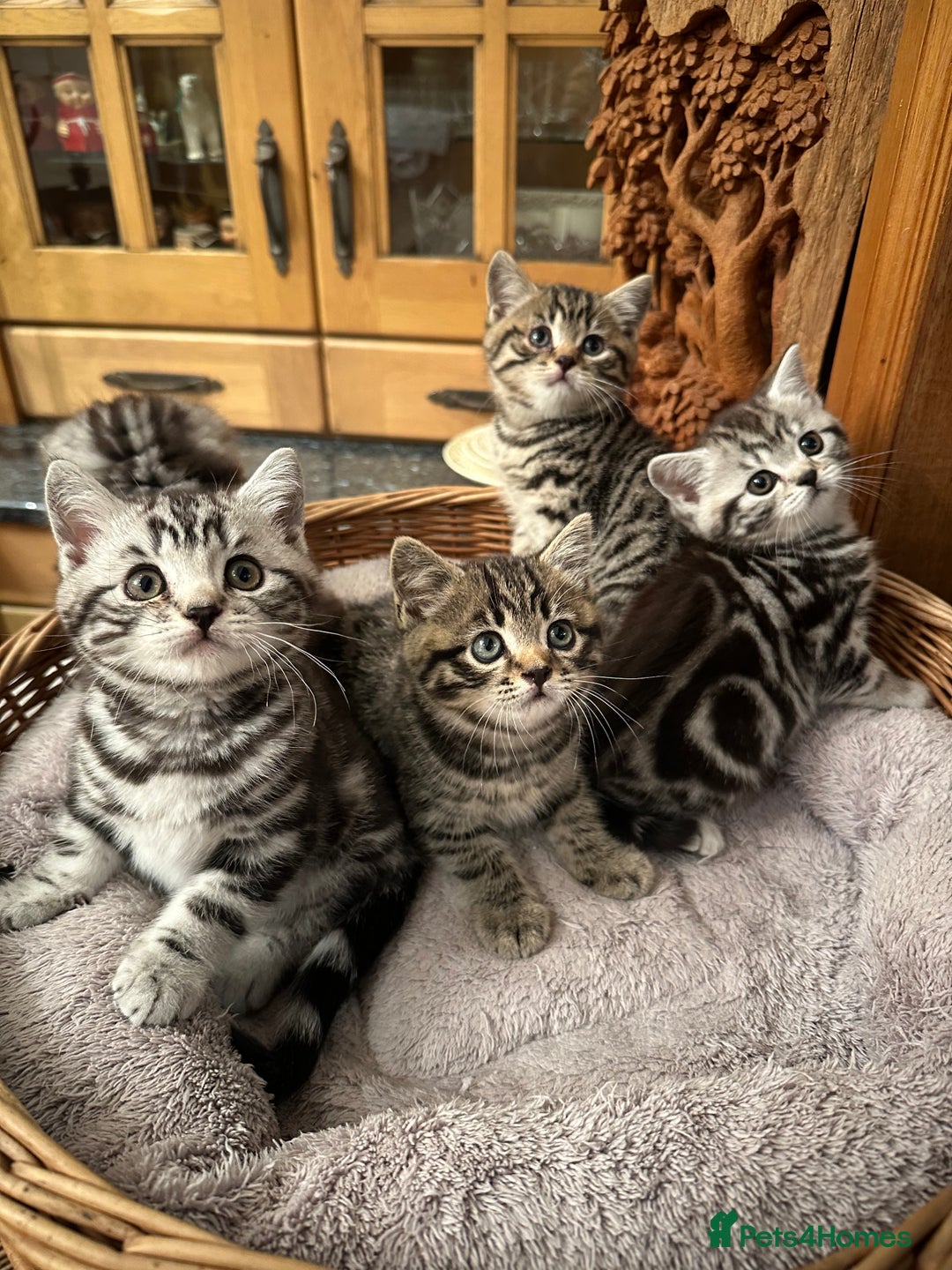British Shorthair cats for sale: Pedigree Black Silver Tabby kittens  - Advert 9