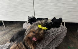 Yorkshire Terrier dogs for sale: Purebreed Yorkshire terrier (480G)8weeks old🥰 - Image 2