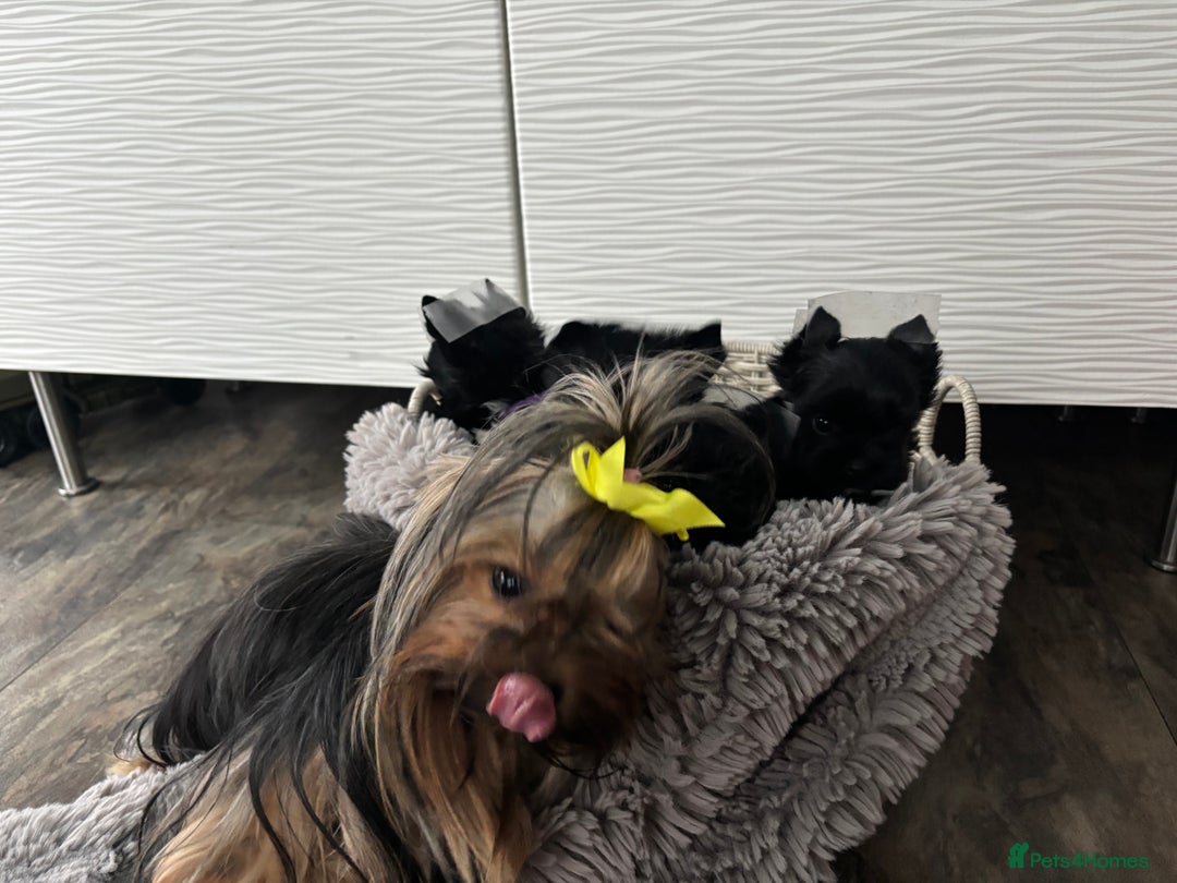 Yorkshire Terrier dogs for sale: Purebreed Yorkshire terrier (480G)8weeks old🥰 - Image 2