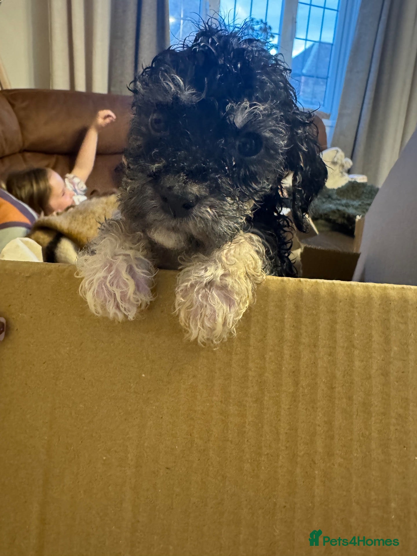 Cockapoo dogs 🐾 Beautiful F1bb Cockerpoo Puppies 🐾 - Advert 16