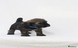 Mixed Breed dogs for sale: Havatoodle Pups - Image 5