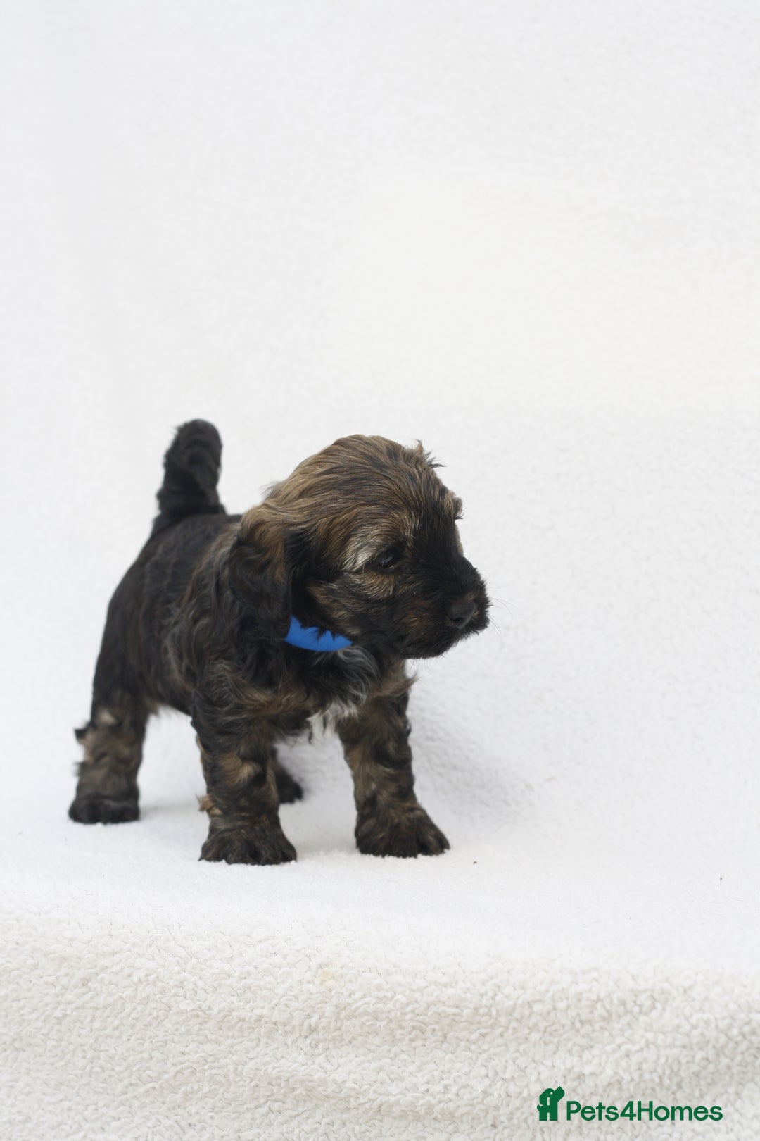 Mixed Breed dogs for sale: Havatoodle Pups - Image 5