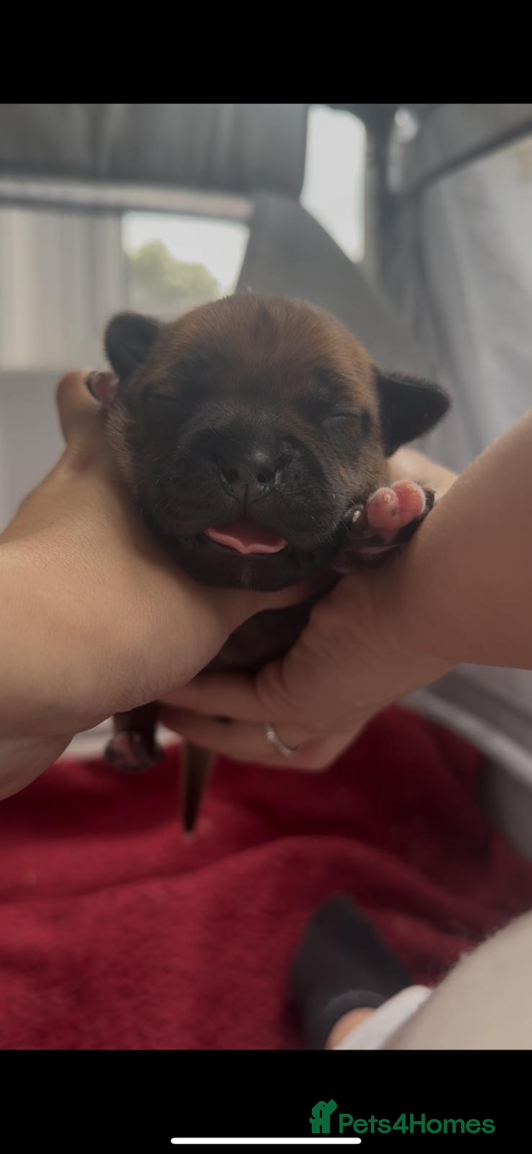 Staffordshire Bull Terrier dogs for sale: Red KC Reg Staffordshire Bull Terrier✨ - Image 5