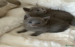 Russian Blue cats for sale: GCCF RUSSIAN BLUE KITTENS  💙🩷🐾 in Manchester - Image 16