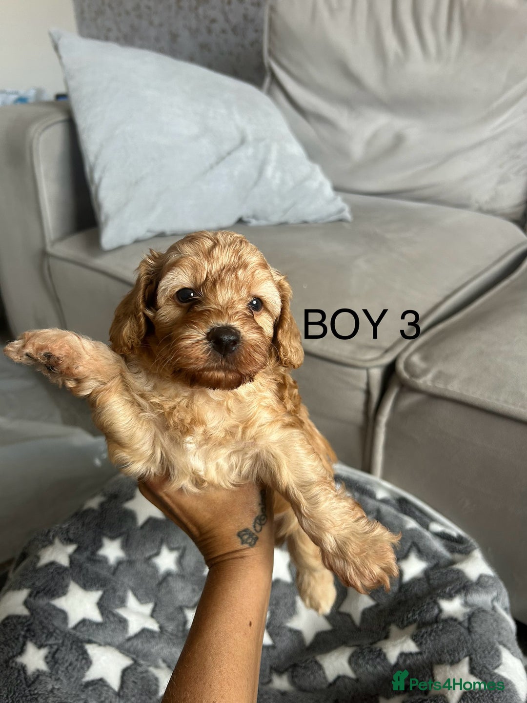 Cockapoo dogs for sale: Beautiful litter of tiny chunky Cockapoo puppies  - Image 11