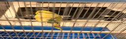 Budgerigars birds for sale: Budgies For sale in Luton - Advert 3