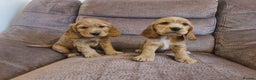 Cocker Spaniel dogs for sale: Golden Cocker Spaniel puppies (boy available) - Advert 4