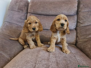 Cocker Spaniel dogs Golden Cocker Spaniel puppies - Advert 14