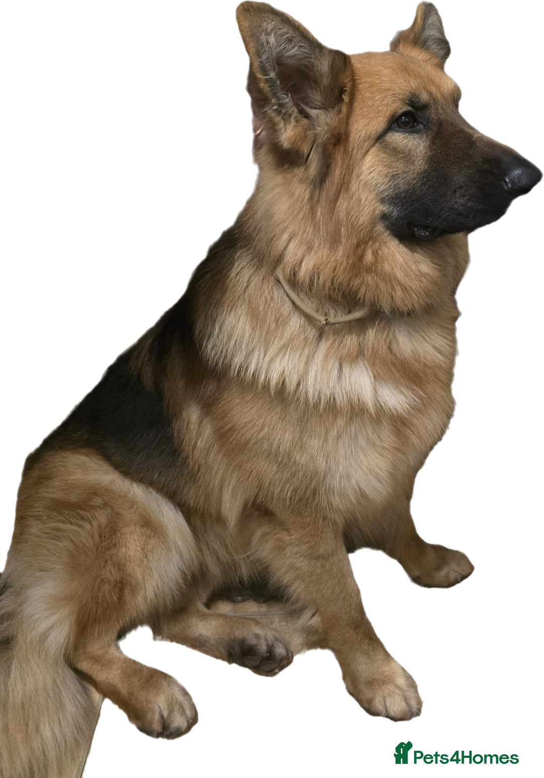 German Shepherd dogs for sale: Germanshephered  - Advert 1