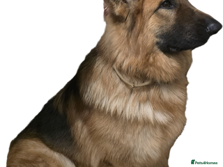 German Shepherd dogs Germanshephered - Advert 1