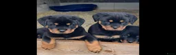 Rottweiler dogs for sale: Top German Rottweiler in Dudley - Advert 15